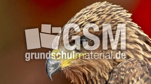 Schwarzmilan (10).jpg